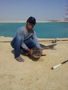 Cobia caught in Al Khor