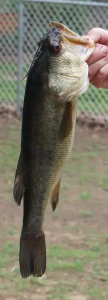 Large Mouth Bass