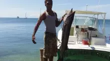 Barracuda