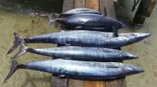 Angler's Wahoo Party