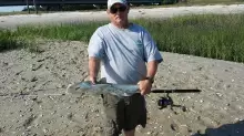 bonnet head shark
