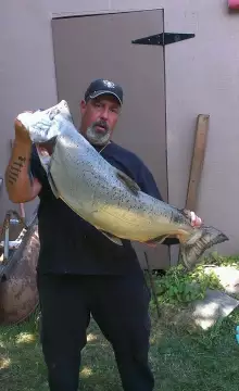 columbia river chinook salmon