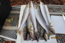 Westernport Whiting