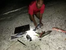 red snapper
