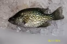 Black Crappie