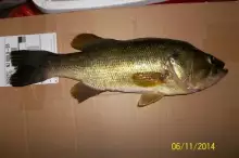 Large Mouth Bass