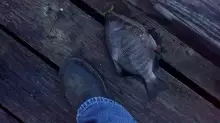 Perch