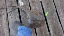 Shovelnose shark