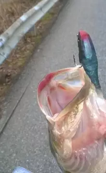 Another road side catch with travel rod and bass pro soft bluegill