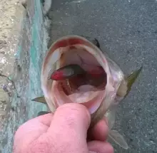 killed it -  road side catch with bass pro soft bluegill