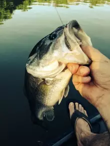 Early Spring Flyrod Fun