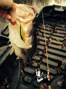 Winter Time Bass