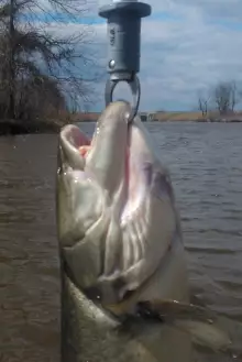 Monster Bowfin at Floodgate weighed in at 8.9 pounds