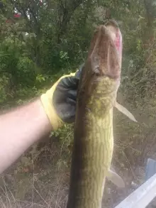 Toothy Roadside Catch