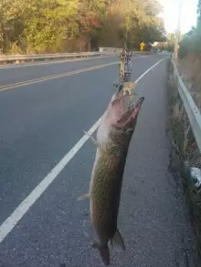Different Day and Another Toothy Roadside Catch