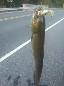 Bowfin want a shot after the toothy guy