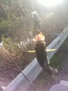 Big bass hitting the LiverTarget