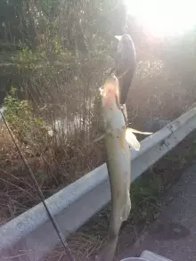 Big Bass hitting the LiveTarget Larger Crappie