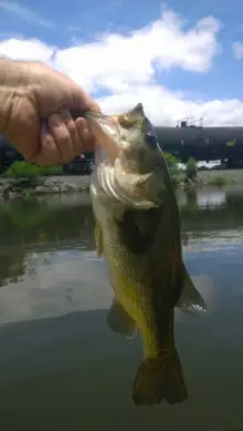 Nice one and fun to catch.