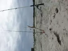Shark frenzy at Daulphin Island, AL