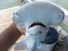 Say hello to my ledoo-fren! Galveston Bay