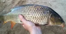 Nice Carp