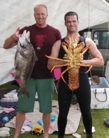 7kg Packhorse Crayfish NZ