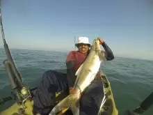 COBIA caught by Sabeel from RAK 05.09.14