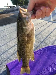 AZ small mouth bass