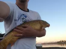 Fat AZ Carp