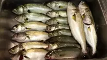 Bluefish run in MD.