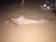 Gummy off Wanda Beach