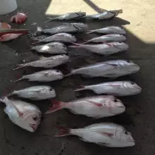 Out with mates off Bellambi