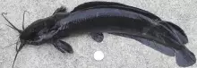 Asian walking catfish