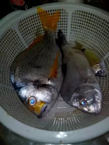 24-October 2014 - Sea breams