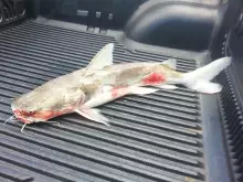 Catfish catch