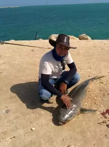 Another cobia from Al Khor...
