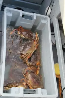 Kitimat Crab on Ice !!