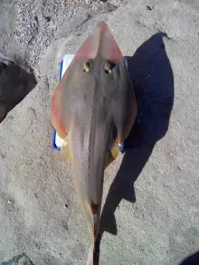 shovel nose fish 8-Nov. 2014