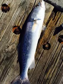 Speckled Sea Trout