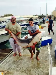 Black shark in Jeddah
