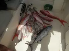 kind of fish in the deep of 200 meter