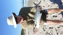 Spanish Mackeral