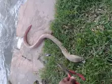 snake or eel????