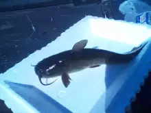 long time I haven't caught a cat