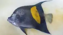 Help me identify this fish