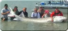 Big Sturgeon !!