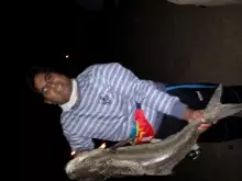 My first cobia 13KG