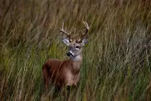 Jetties Buck the Mayport Deer