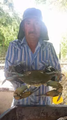 Big ole Blue Crab